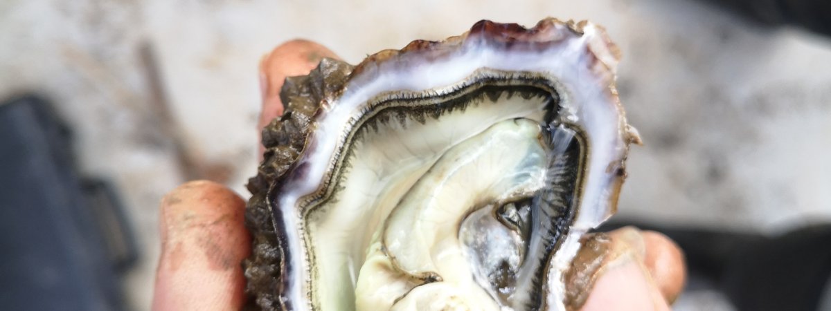 Image de couverture de la réalisation: Projet d’élevage d'huîtres portugaises (C. angulata)